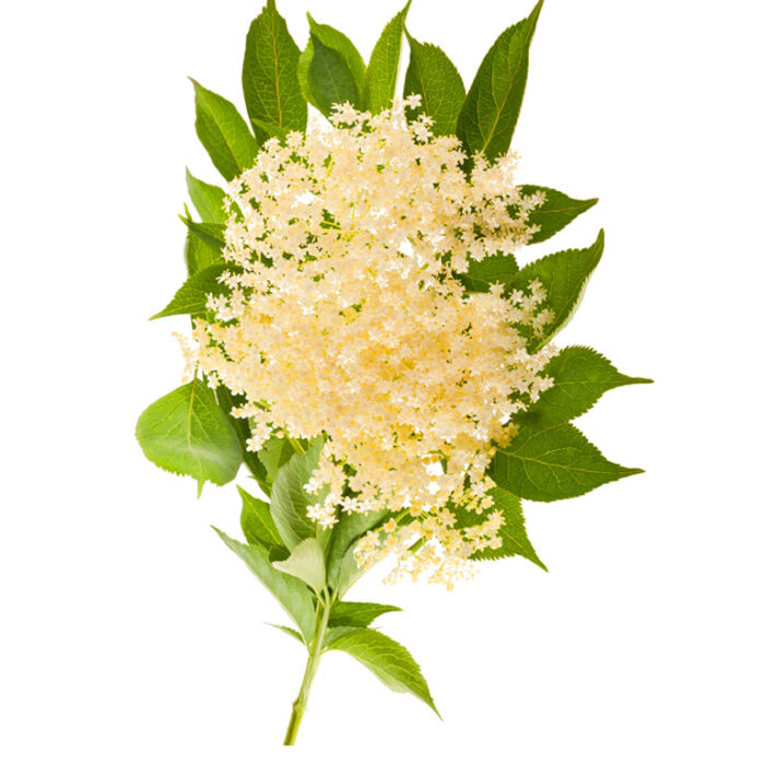 BOLSJEHUSET AROMA ELDERFLOWER 10 ml