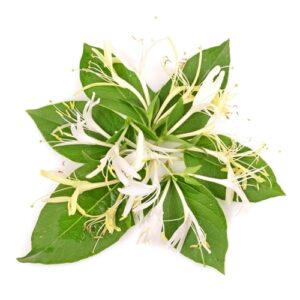 TPA AROMA HONEYSUCKLE 10 ml, F