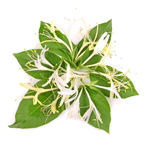 TPA AROMA HONEYSUCKLE 10 ml, F