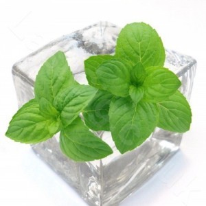 TPA AROMA MENTHOL LIQUID 10 ml