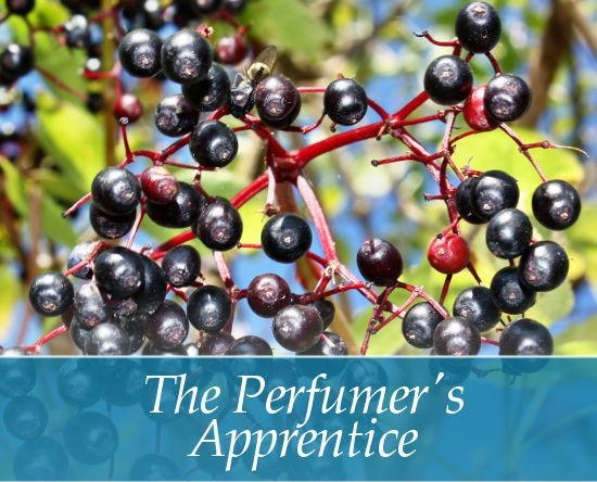 TPA AROMA ELDERBERRY 10 ml, F